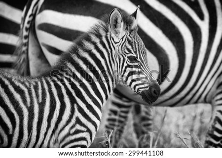 Very young and cute zebra in black and white