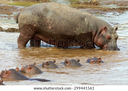 Large bull hippo walking into the water to join its herd