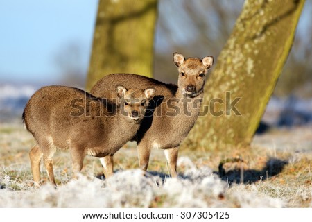 Two little sika deer in the morning white frost rubbing noses together