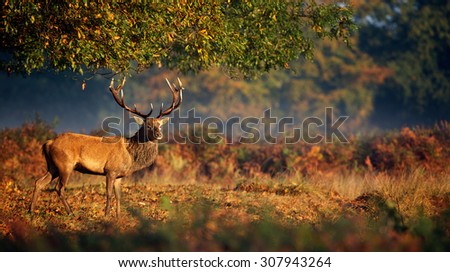 Red deer stag in an autumn setting