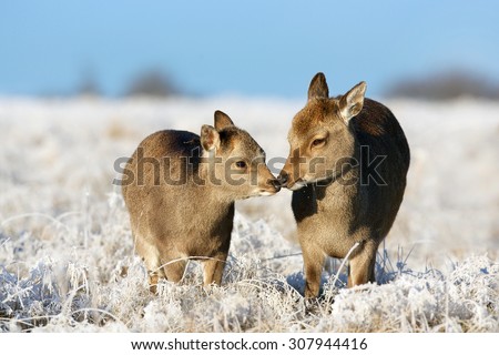 Two little Sika deer in the winter frost rubbing noses
