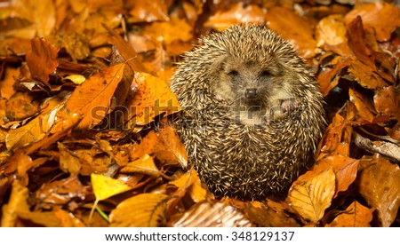 A little hedgehog curled up in cozy autumn leaves