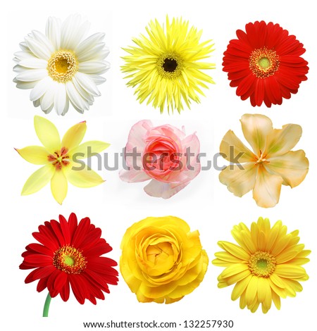 set of sweet floras on white background