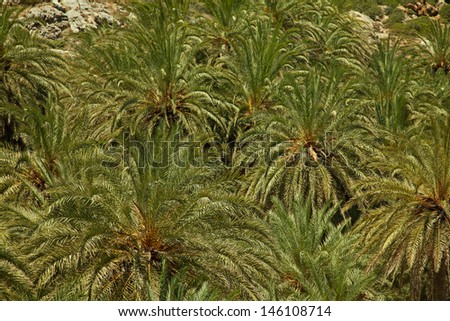 Texture of palm trees growing in biggest in Europe palm forest Vai on Crete, Greece