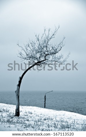 Promptness lonely bent tree and lantern on a pole in the snow