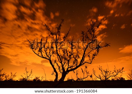 Starry night - alone tree silhouette on moving clouds stars background