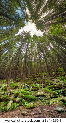 Deep forest overhead view with unusual angle vertical panorama