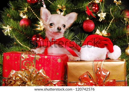 Chihuahua puppy sitting on present boxes on christmas tree background wearing christmas fancy dress