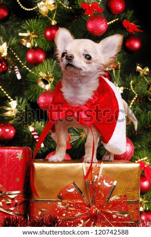 Chihuahua puppy sitting on present boxes on christmas tree background wearing christmas fancy dress