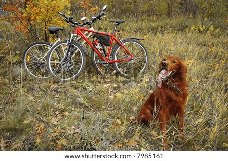 Red dog and two sportive bikes at the autumn nature