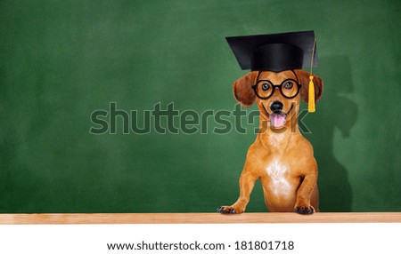 dog wearing mortar board on green board background
