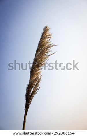 Grass flower with clear background in white and green gradient tone with soft light, filter style