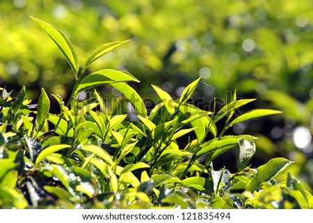 tea plants in Munnar Kerala India