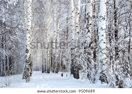 russian winter birch woods alley