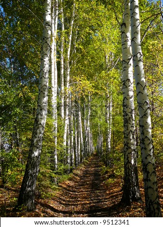 autumn birch woods alley