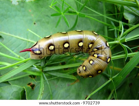 yellow black and white caterpillar. with yellow-lack spots