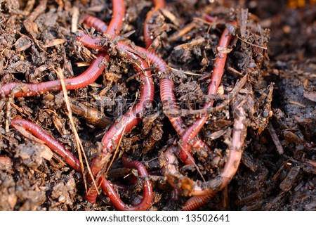 red worms in compost - bait for 