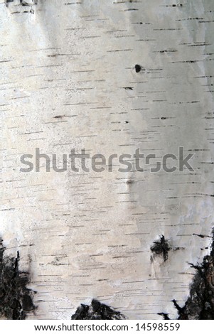 russian birch trunk bark
