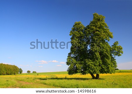 summer landscape with single lime tree