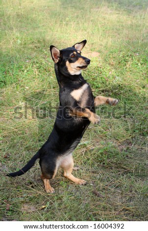 dachshund dog standing on hind legs