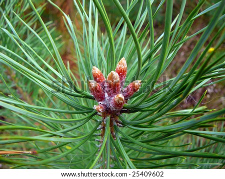 tip of the growing pine branch close-up