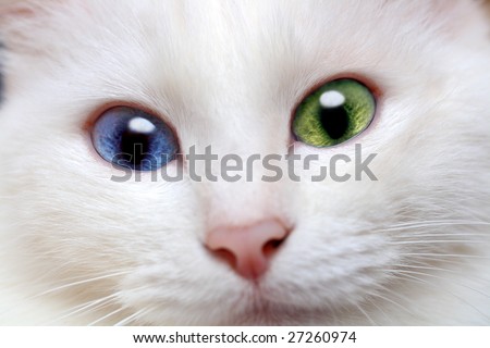 cat eyes close up. colored eyes close-up