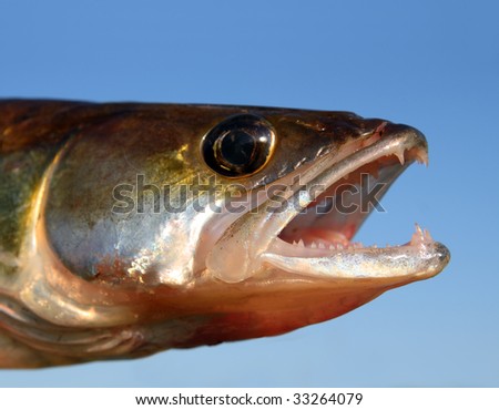 zander fish head with open mouth on sky background