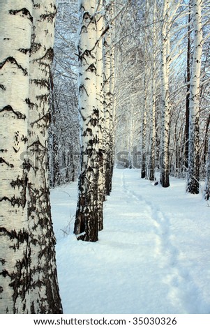 small path in winter birch wood alley