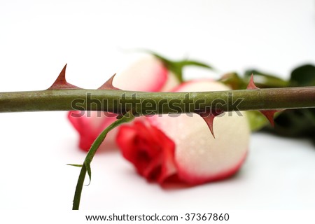 stock photo thorns and roses concept on white background macro