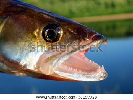 Fish Open Mouth