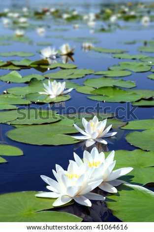 Waterlily Waterlily