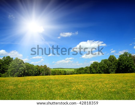 summer landscape with yellow field
