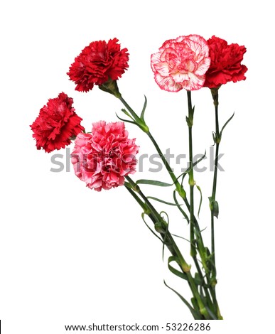 معلومة على الماشى ... - صفحة 2 Stock-photo-bouquet-of-carnation-flowers-isolated-on-white-53226286