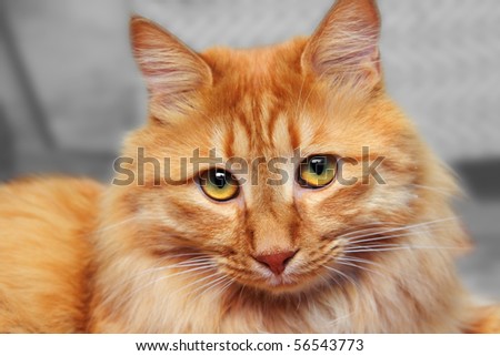 bobtail red cat looking at you portrait
