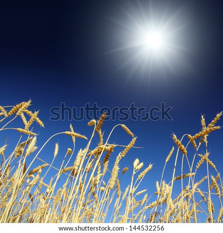 stems of the wheat under blue sky