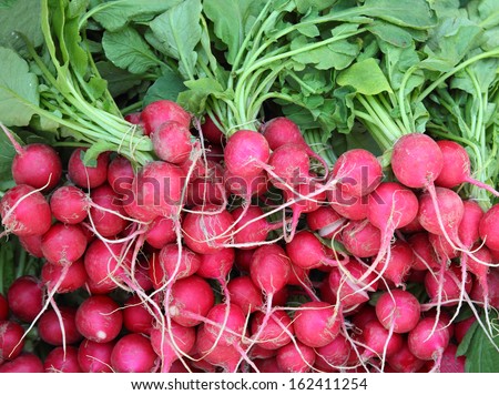 many bunches of radish in market