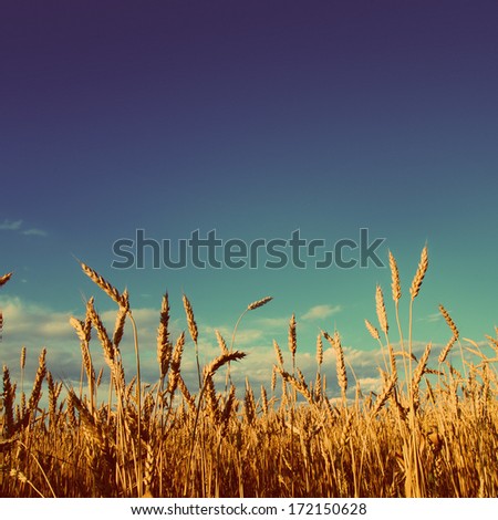 stems of wheat in sunset light under blue sky - vintage retro style
