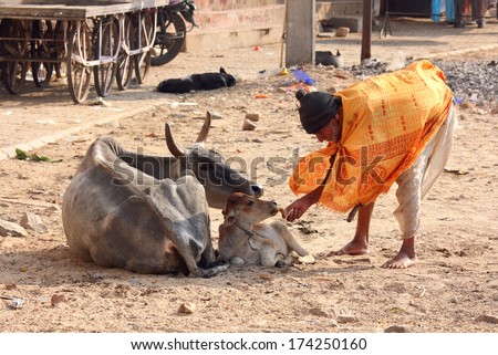 PUSHKAR, INDIA - NOVEMBER 20, 2012: Unidentified old indian man feeding a calf with bread