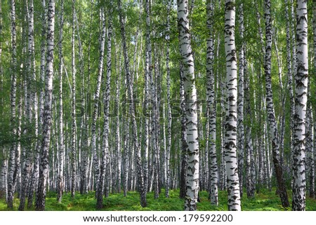 nice summer birch forest in Russia