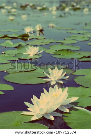 summer lake with water-lily flowers on blue water - vintage retro style