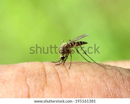 mosquito drinks blood out of man macro shot mosquito drinks blood out of man macro shot