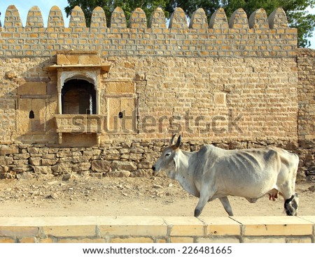 Indian cow on the background of the ancient building in Jaisalmer