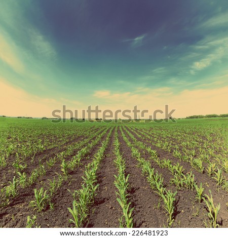 agriculture landscape with corn field - vintage retro style