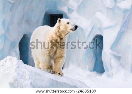 Young polar bear standing on the ice block