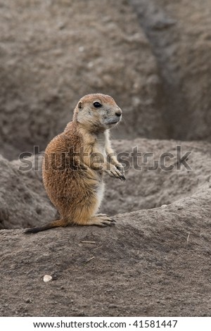 Small prairie dog standing next to its hole. These animals native to the grasslands of North America