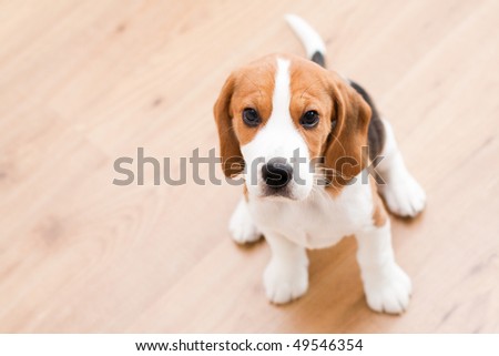 Small dog sitting on the wooden floor. Beagle puppy