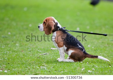 Dog sitting on green meadow. Beagle puppy walking