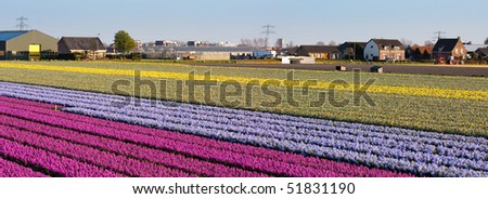 Field of flowers. Panoramic photo. Dutch flower industry. The Netherlands