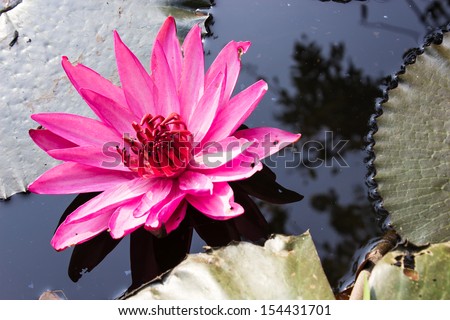 Pink water lily at sunrise floating on pond made visible shadows in the water.Pink water lily or other pink to purple colored water plants. Pink and purple flowering and foliage water plant lists.