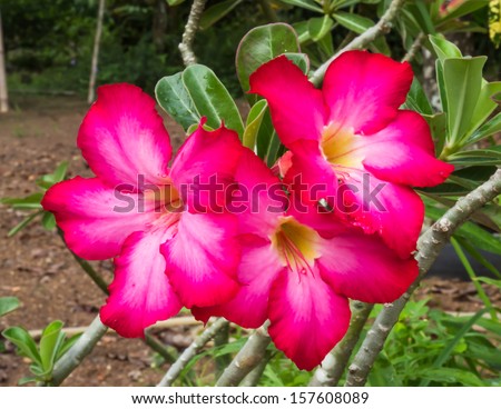 Red desert rose flower close up and flowers at backgroud